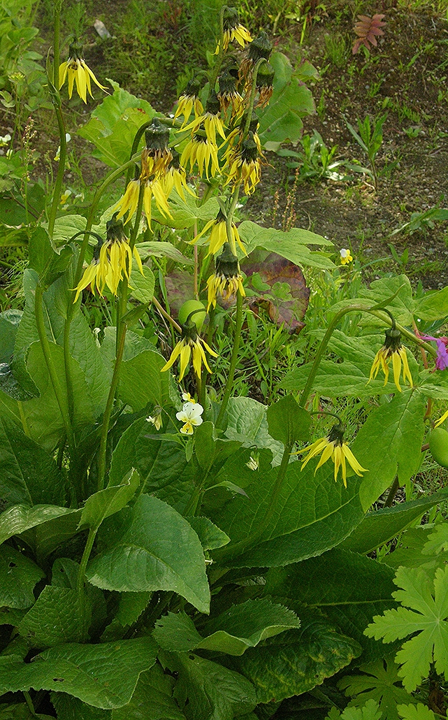 Изображение особи Cremanthodium petiolatum.