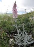 View full-size image Veronica hololeuca
