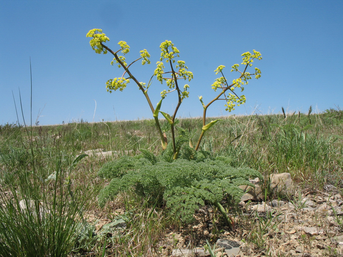 Изображение особи Ferula pallida.