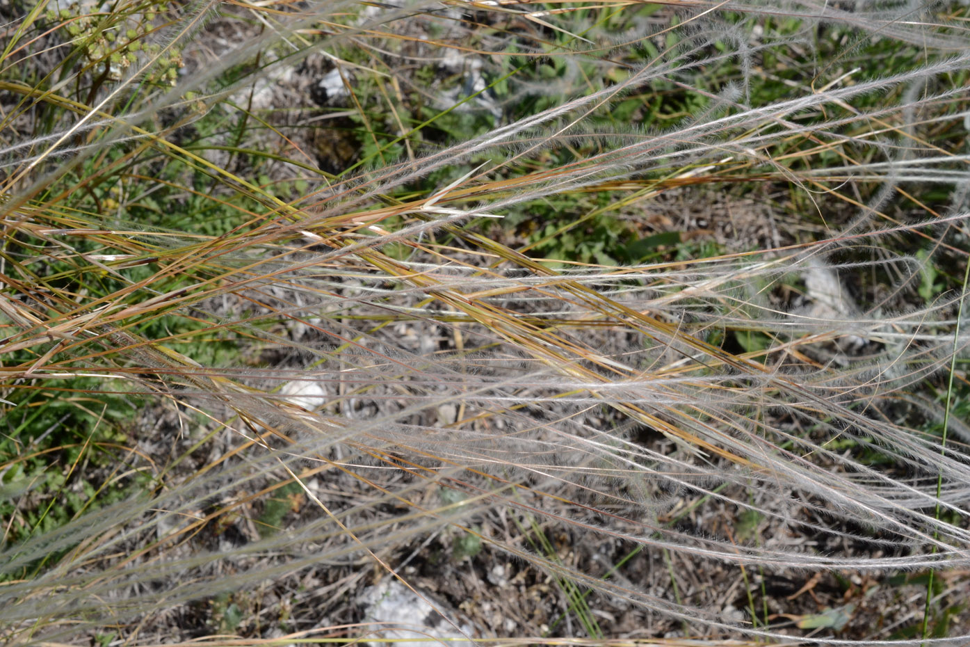 Image of genus Stipa specimen.