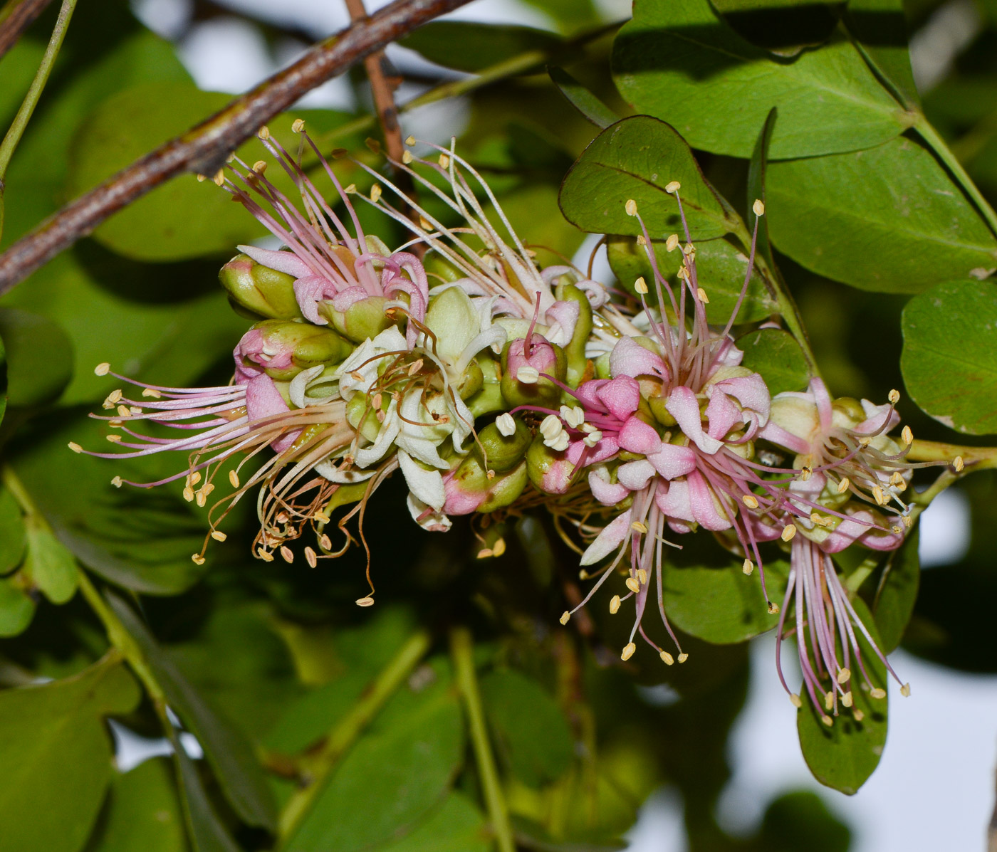 Image of Schotia latifolia specimen.