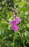 Gladiolus imbricatus. Соцветие. Смоленская обл., Демидовский р-н, НП \"Смоленское Поозерье\", окр. дер. Городище, луг. 09.07.2017.