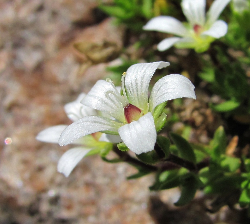 Image of Minuartia imbricata specimen.