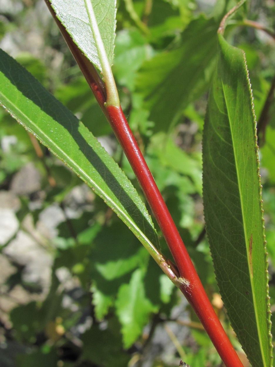 Image of Salix pentandrifolia specimen.