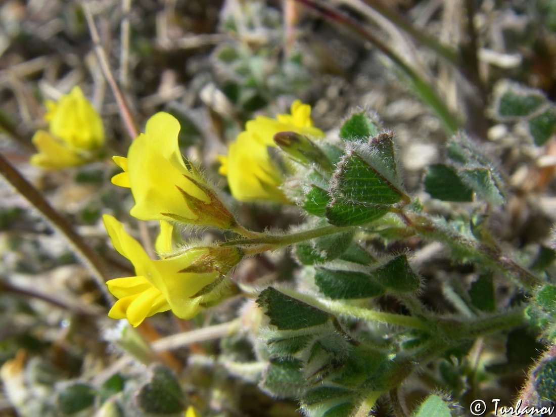 Изображение особи Medicago rigidula.