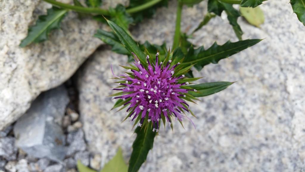 Изображение особи Cirsium rhinoceros.