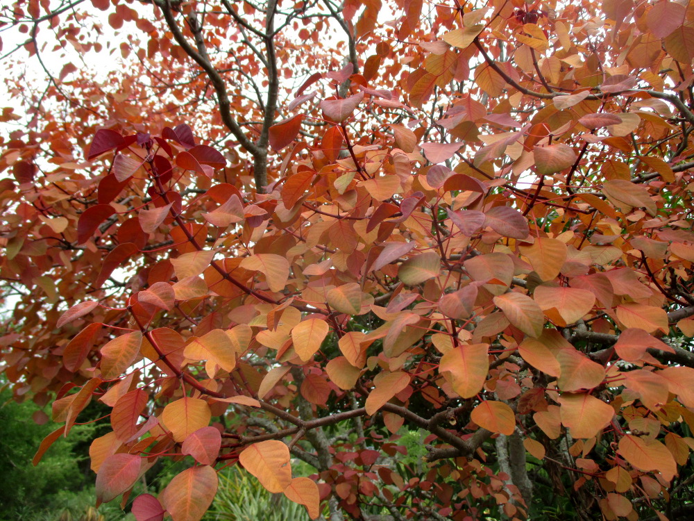 Image of Euphorbia cotinifolia specimen.