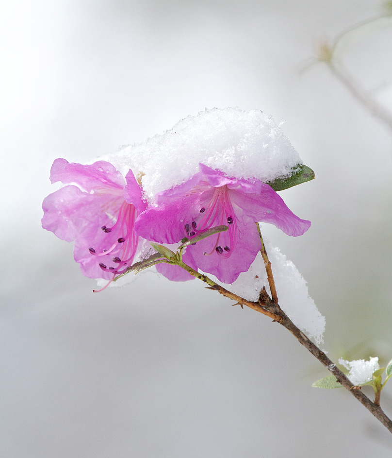 Image of Rhododendron ledebourii specimen.