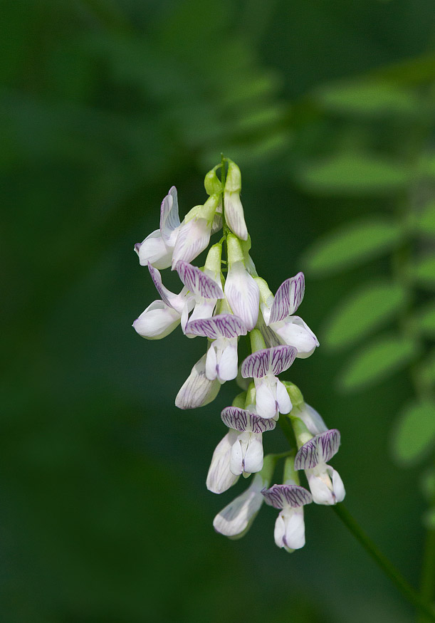 Изображение особи Vicia sylvatica.