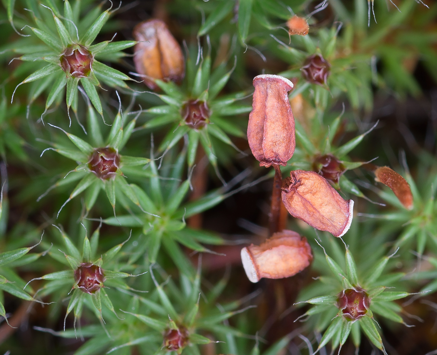 Изображение особи Polytrichum piliferum.