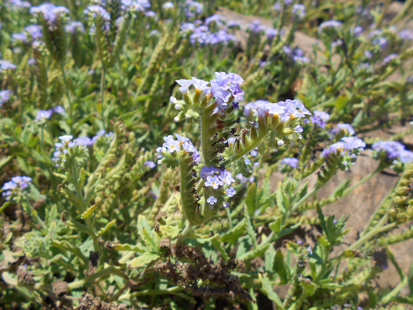 Изображение особи Heliotropium amplexicaule.