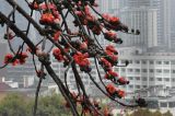 Bombax ceiba. Часть ветви цветущего растения. Китай, провинция Гуандун, г. Гуанчжоу, парк Юэсю. 06.03.2015.
