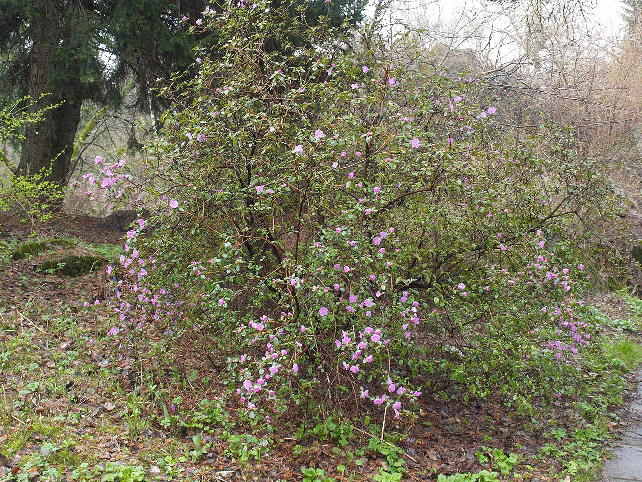 Image of Rhododendron ledebourii specimen.