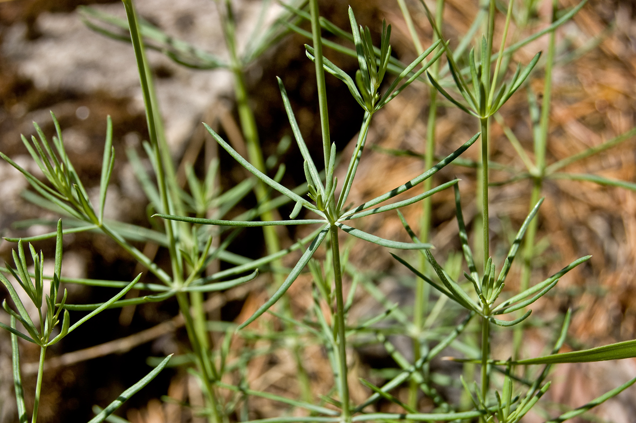 Изображение особи Galium octonarium.