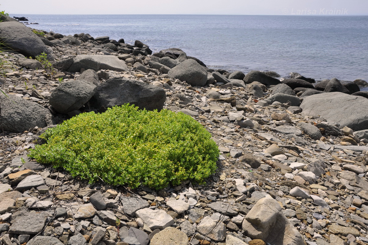 Изображение особи Honckenya peploides ssp. major.