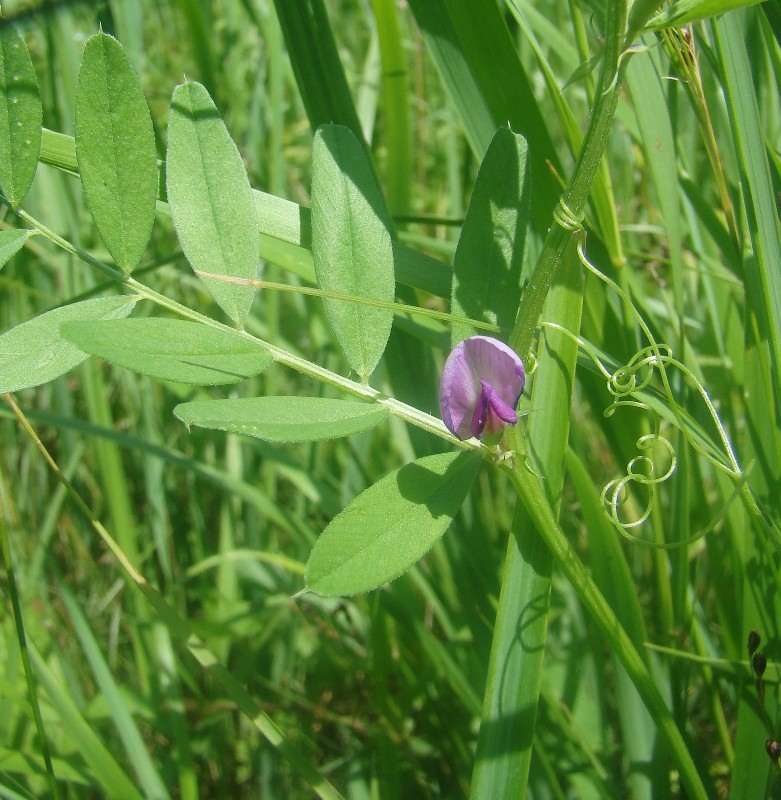 Image of Vicia sativa specimen.