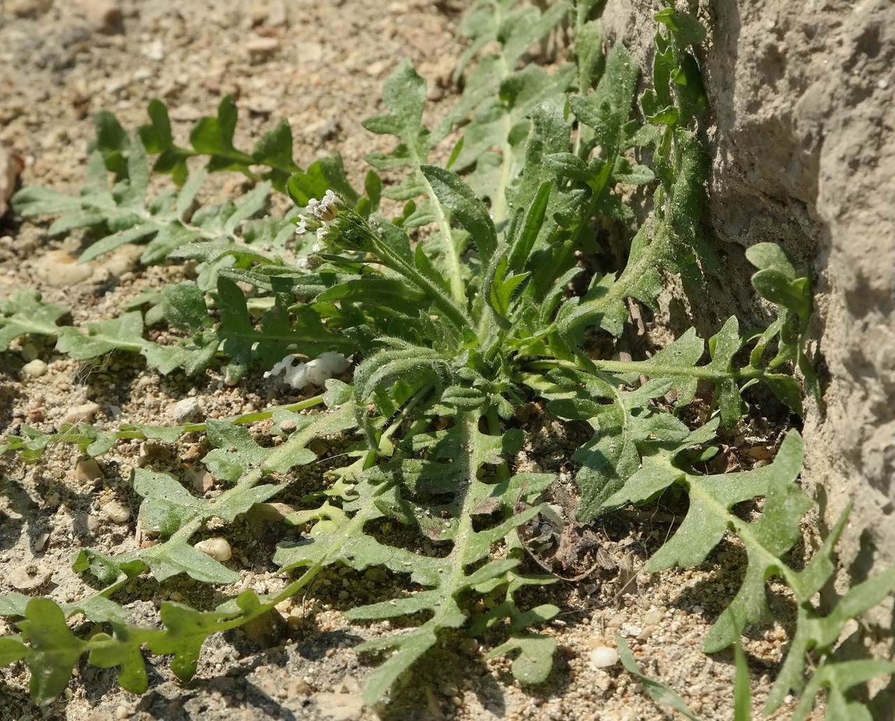 Изображение особи Capsella bursa-pastoris.