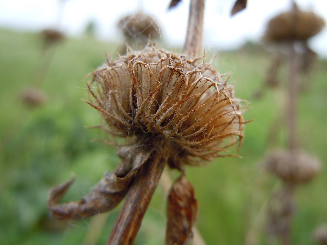 Image of Phlomoides tuberosa specimen.