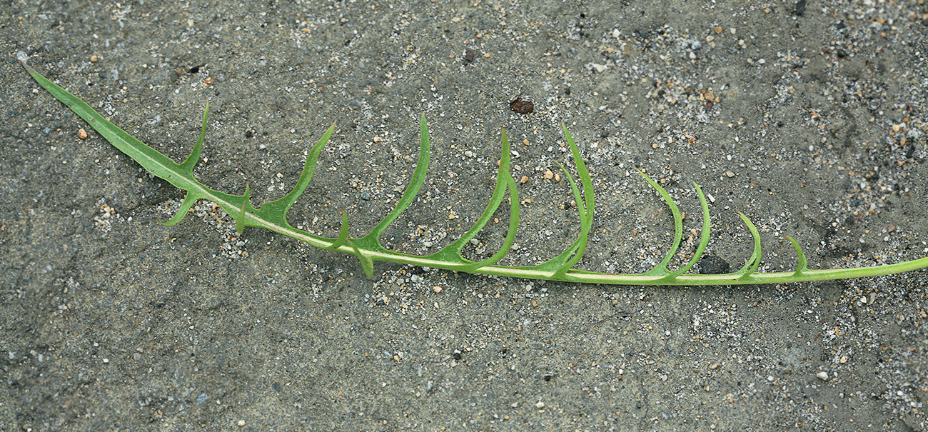 Image of Taraxacum scariosum specimen.