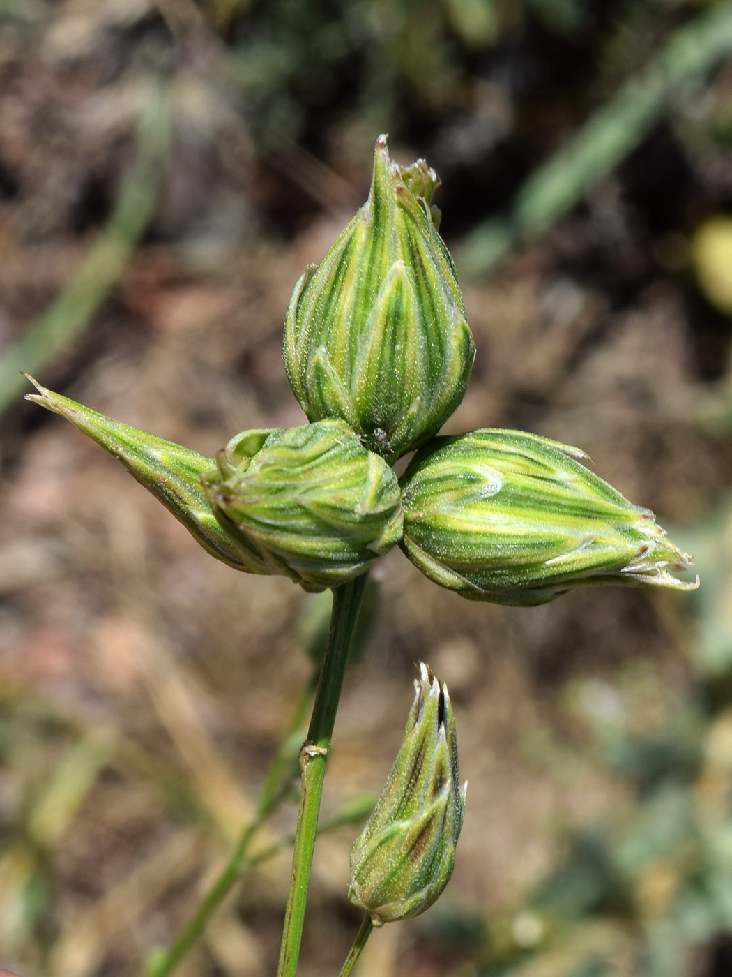 Изображение особи Crupina vulgaris.