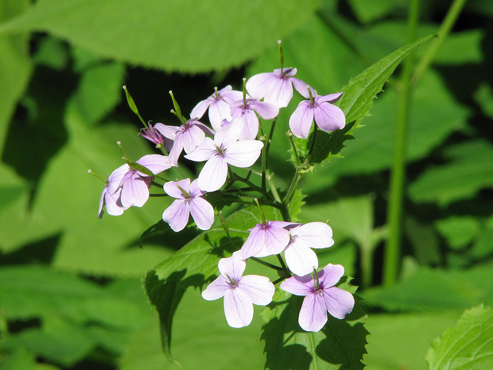 Изображение особи Lunaria rediviva.