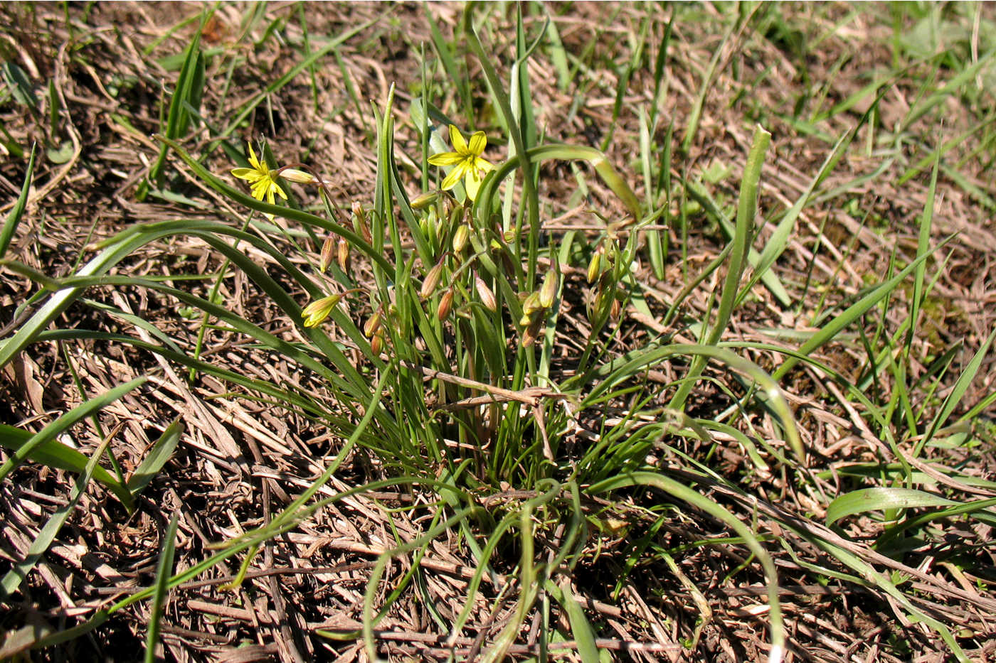 Image of Gagea erubescens specimen.