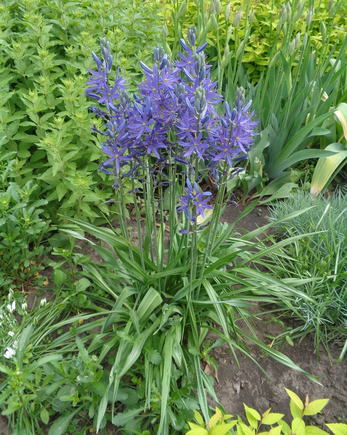 Image of Camassia leichtlinii specimen.