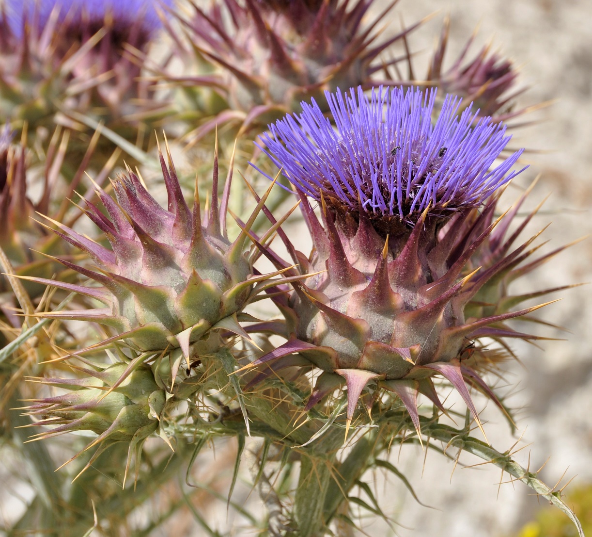 Image of Cynara cardunculus specimen.