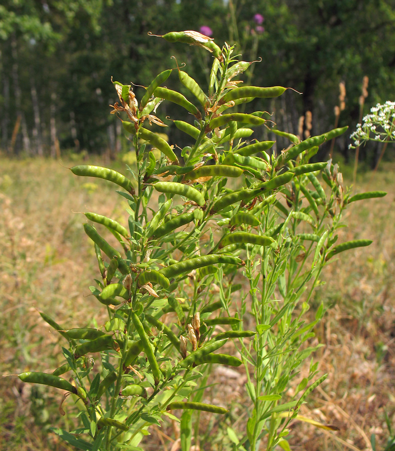 Изображение особи Genista tinctoria.