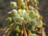 Cuscuta cesatiana. Соцветие. Крым, Севастополь, газон. 29.07.2019.