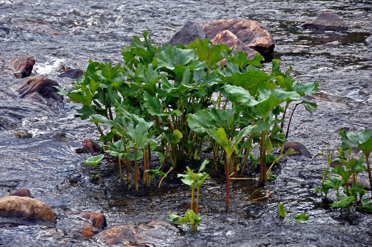 Image of Petasites radiatus specimen.