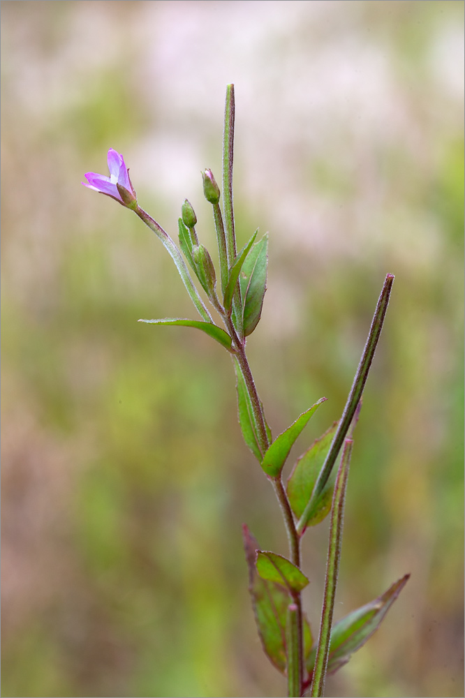 Изображение особи Epilobium adenocaulon.