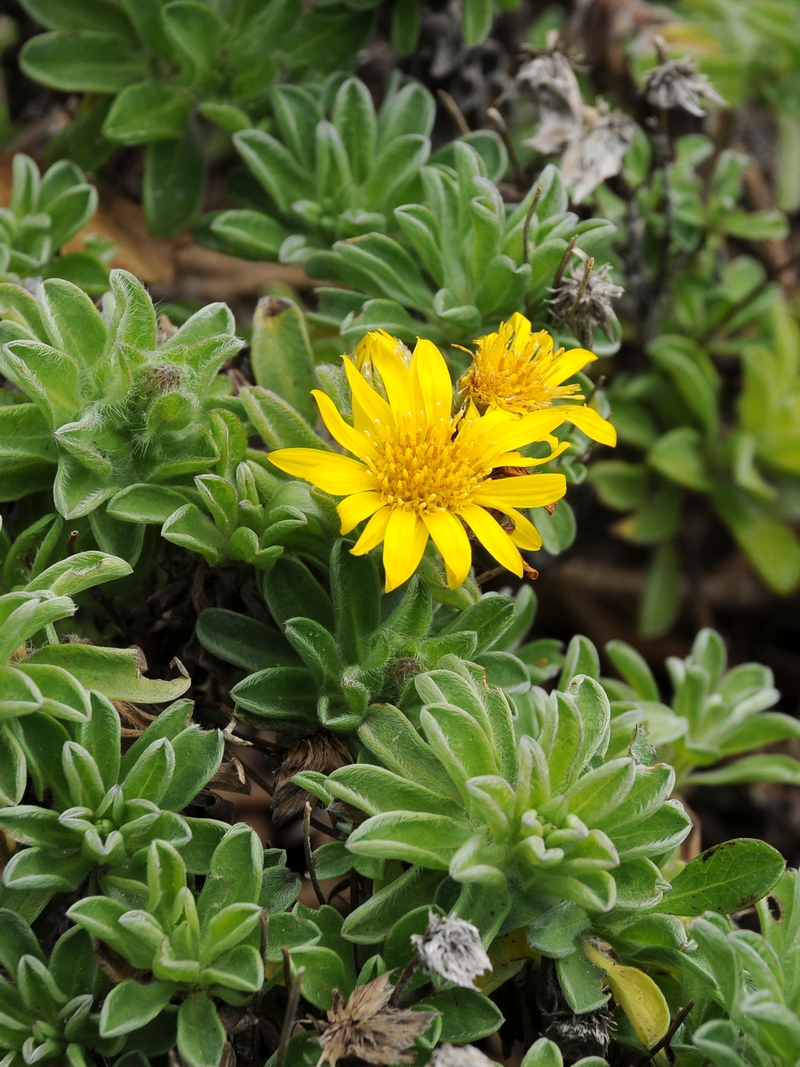 Изображение особи Heterotheca sessiliflora.