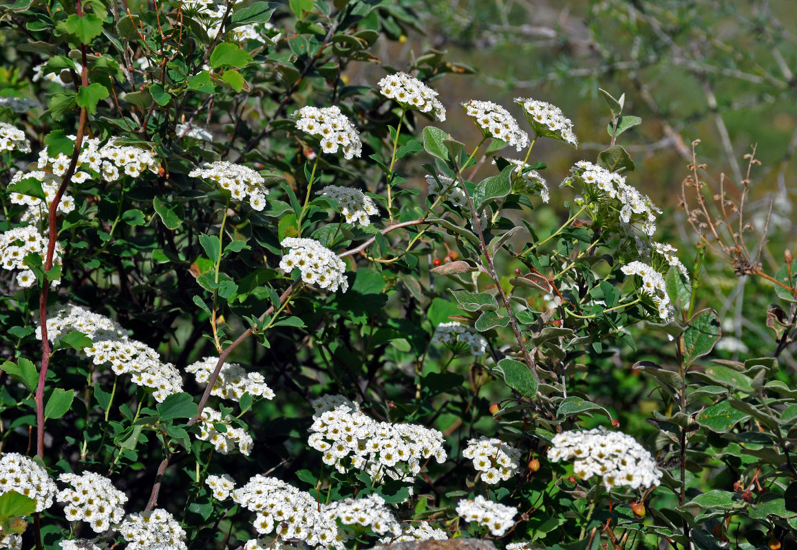 Image of Spiraea trilobata specimen.