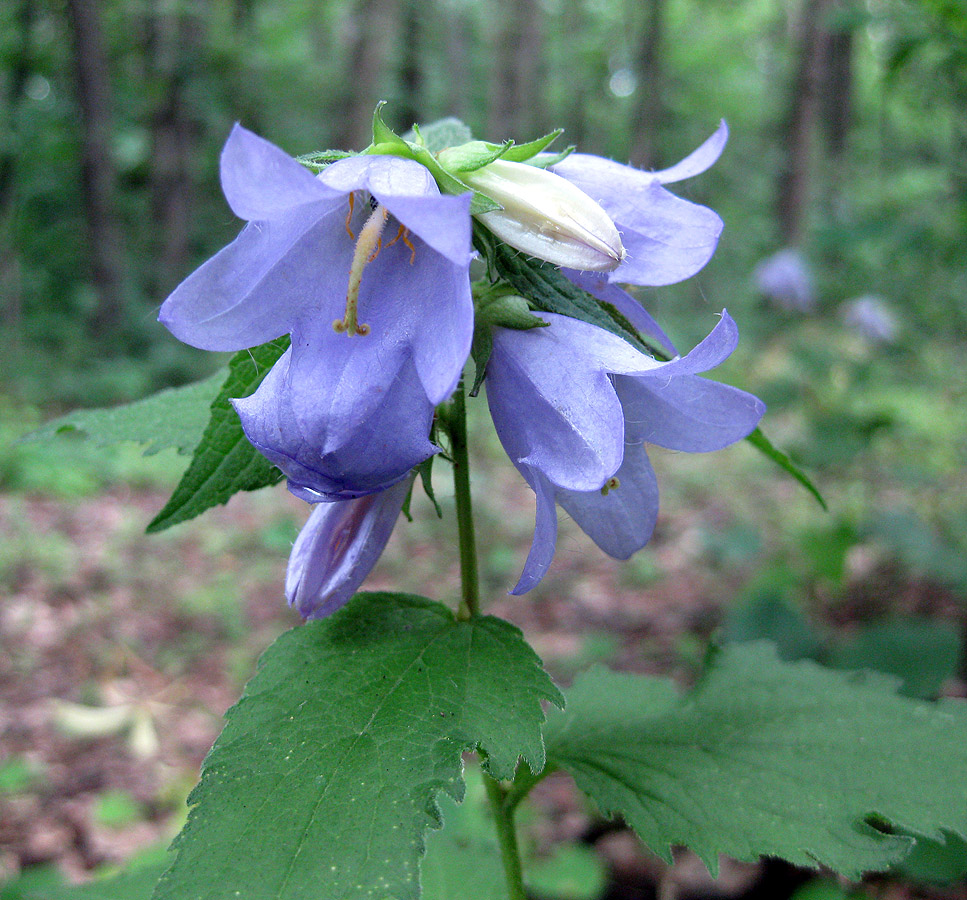 Изображение особи Campanula trachelium.