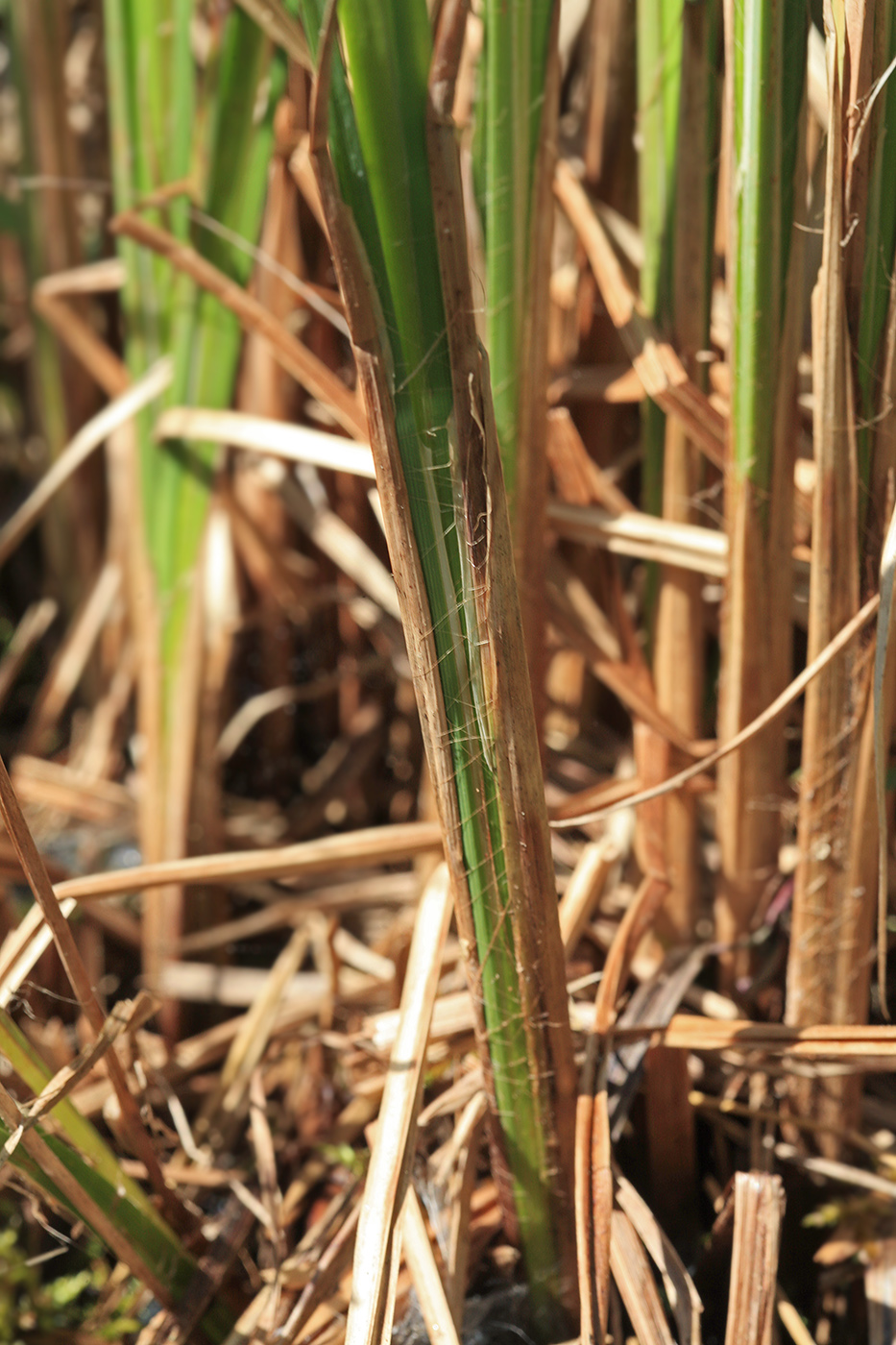 Изображение особи Carex omskiana.