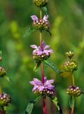 Phlomoides tuberosa. Часть соцветия. Воронежская обл., Лискинский р-н, музей-заповедник \"Дивногорье\", луг на берегу р. Дон. 01.06.2019.