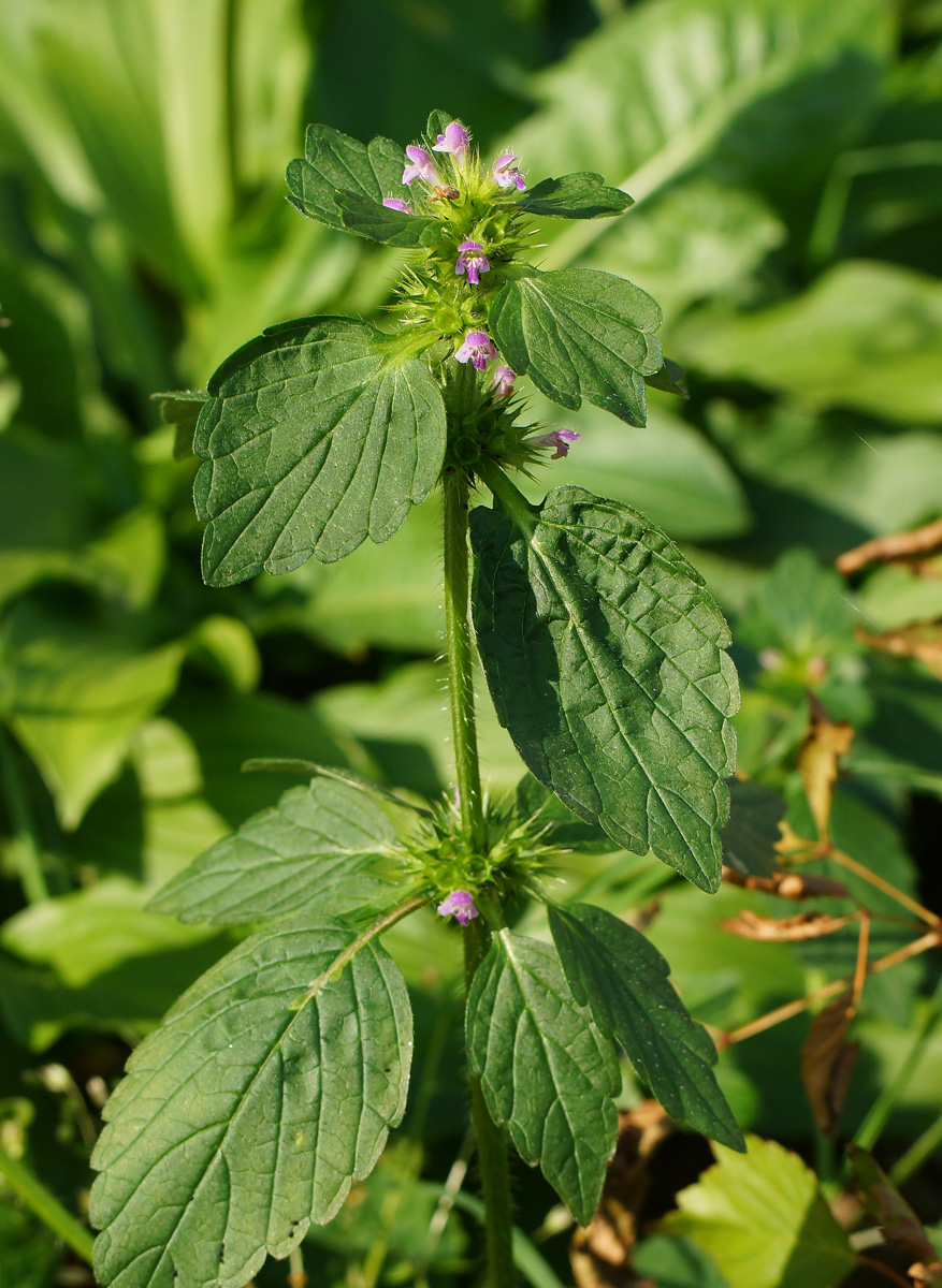 Изображение особи Galeopsis bifida.