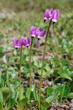 Dodecatheon frigidum