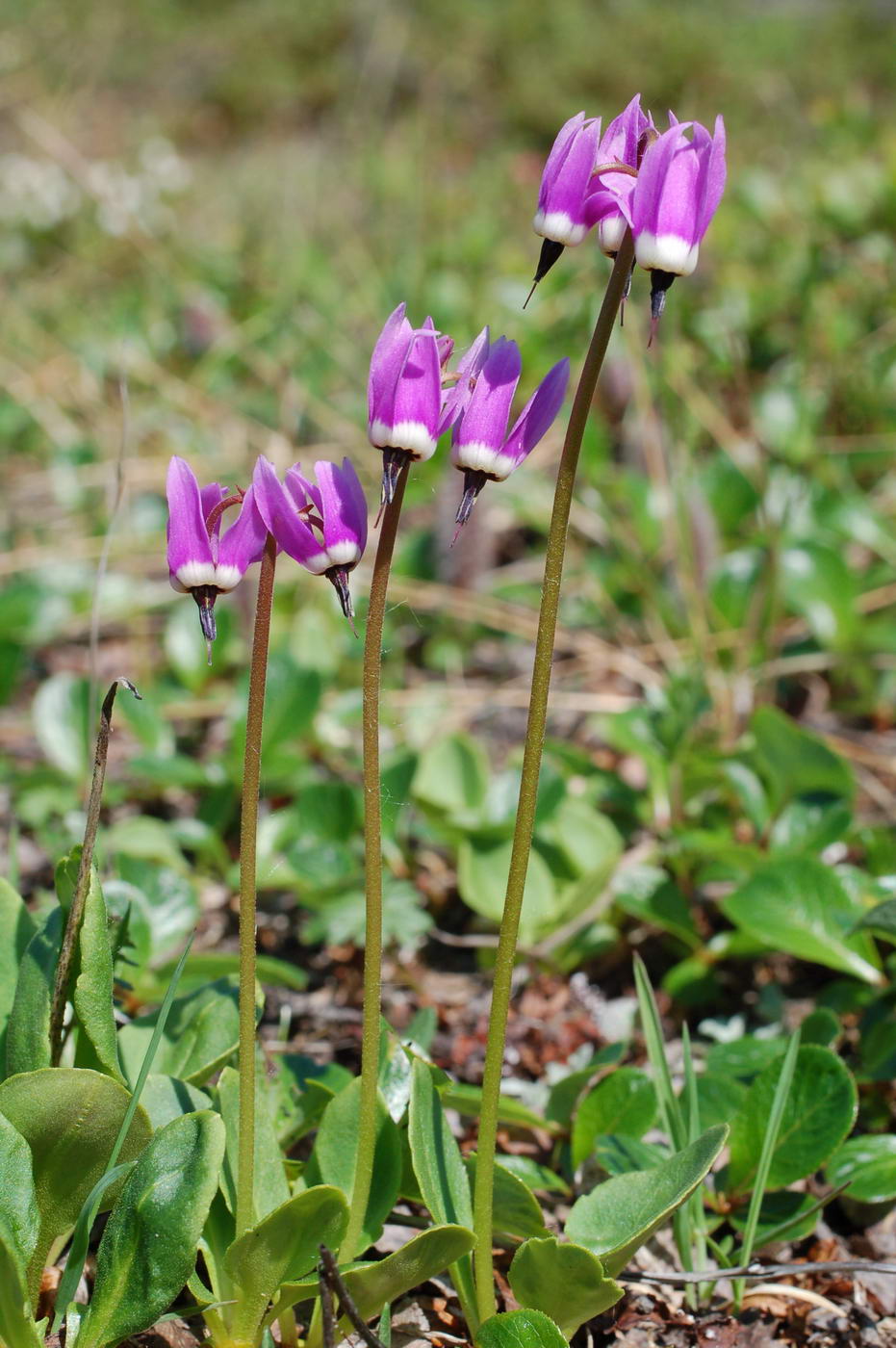 Изображение особи Dodecatheon frigidum.