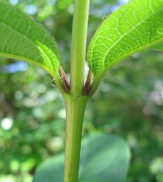 Image of Lonicera fragrantissima specimen.