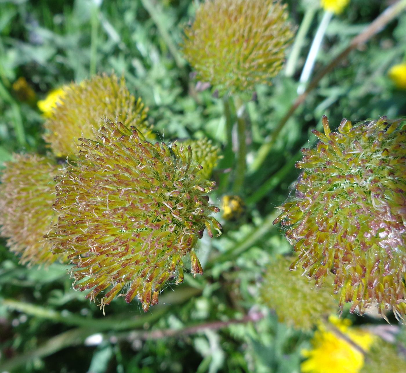 Image of Taraxacum officinale specimen.