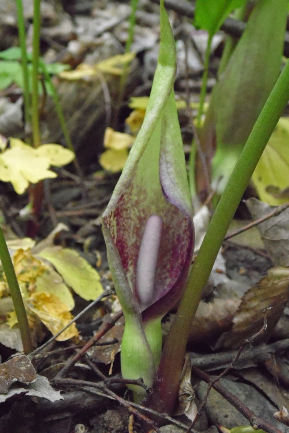 Image of Arum maculatum specimen.