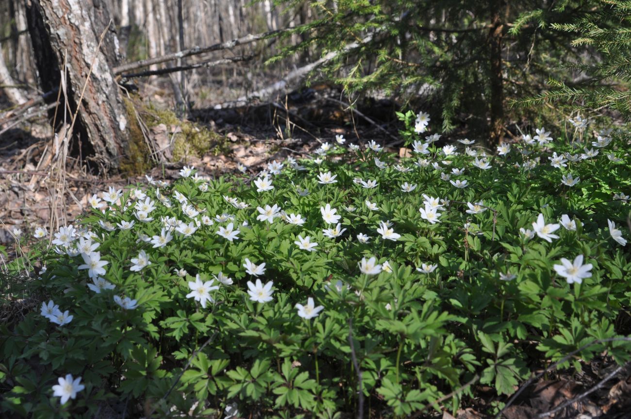 Изображение особи Anemone nemorosa.