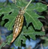 Coccinia sessilifolia. Созревающий плод. Намибия, регион Khoma, ок. 40 км западнее г. Виндхук, \"Eagle Rock Guest Farm\"; плато Khomas, ок. 1900 м н. у. м., саванновое редколесье. 25.02.2020.