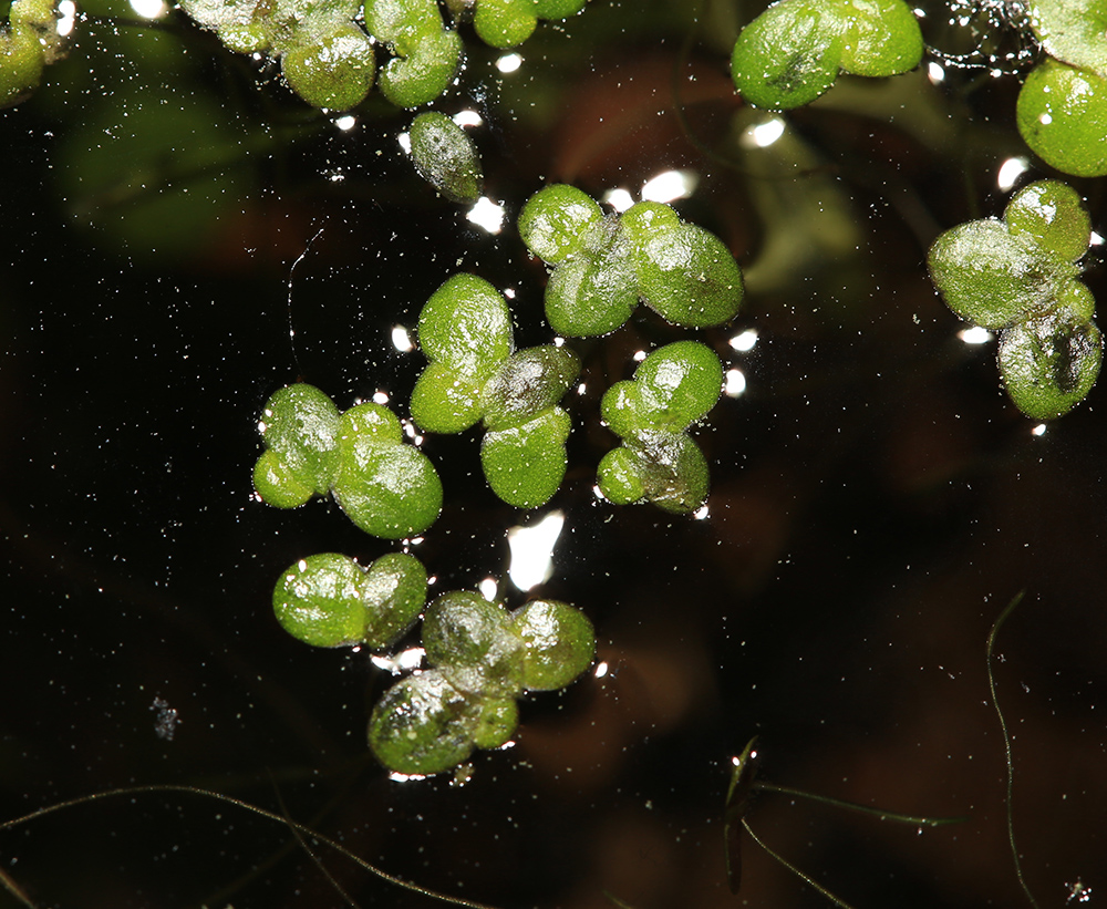 Изображение особи Lemna japonica.