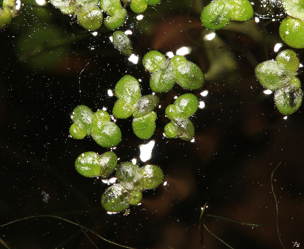 Image of Lemna japonica specimen.