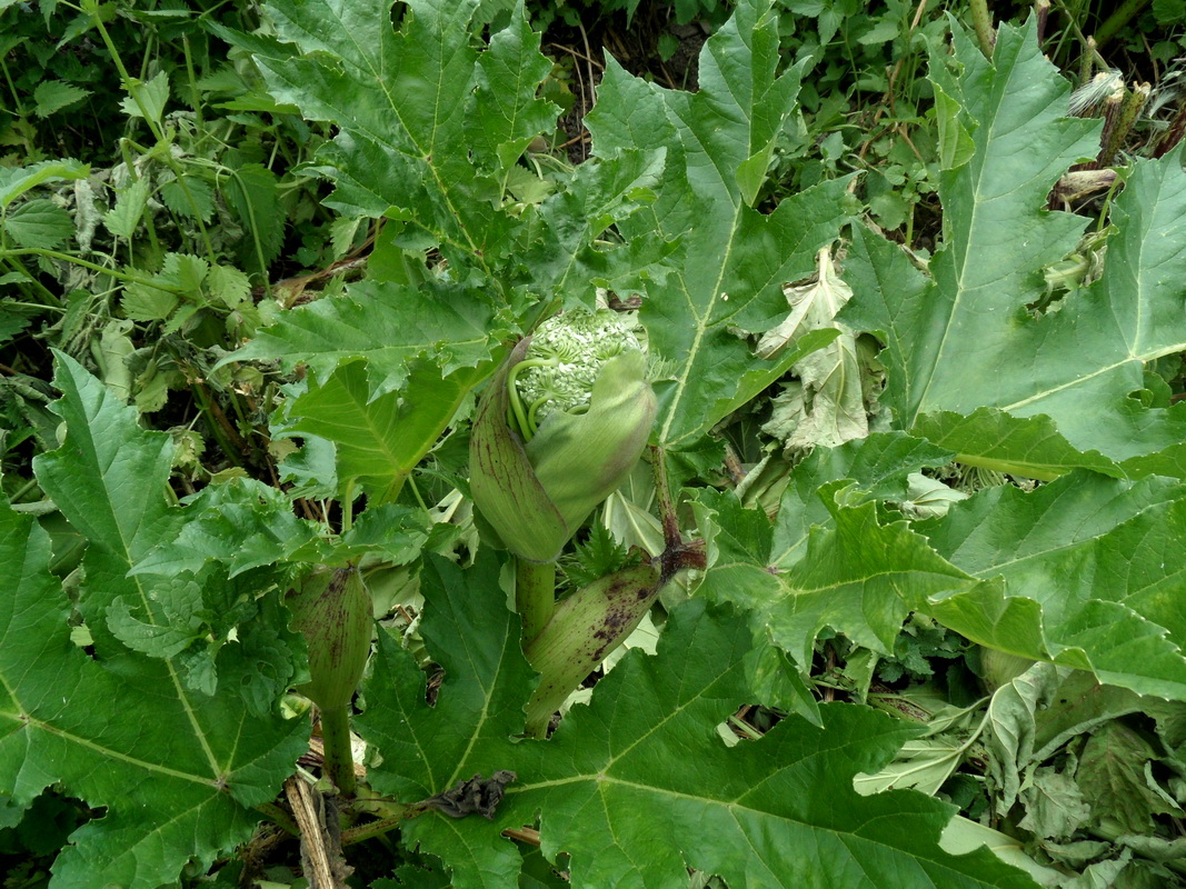 Image of genus Heracleum specimen.