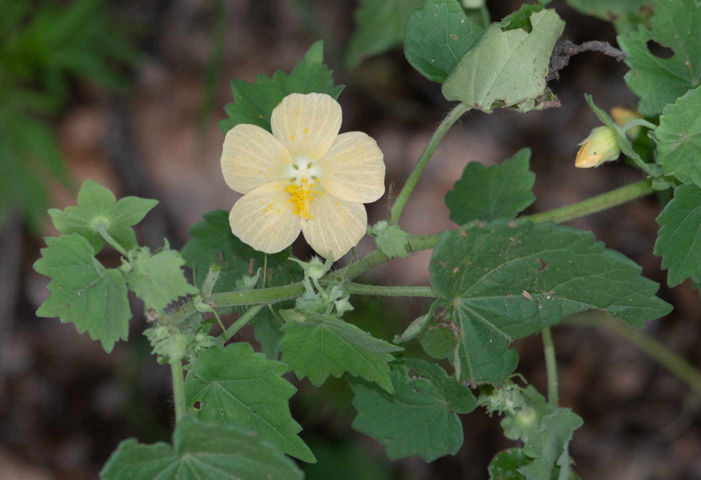 Image of Pavonia burchellii specimen.