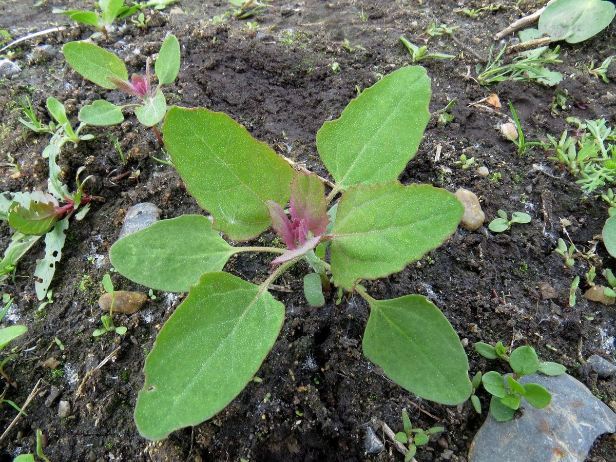 Image of Chenopodium album specimen.